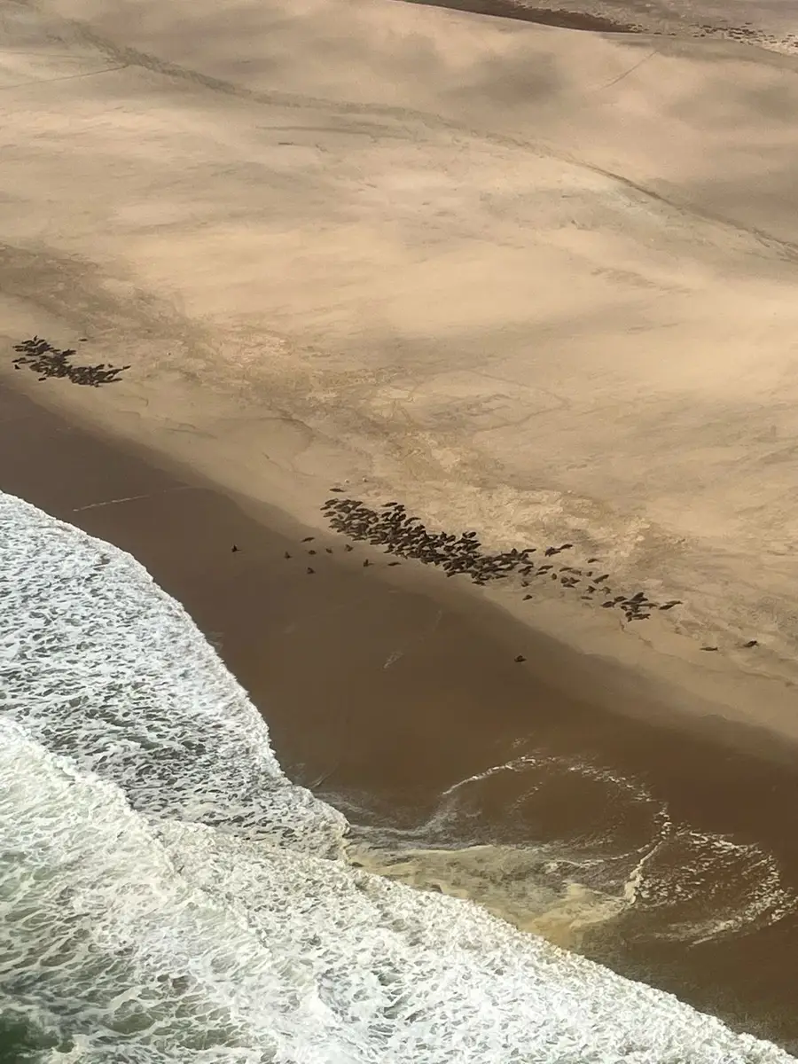 Our UK guests flew from Windhoek to Sossusvlei and then Swakopmund, where they admired seal colonies from the air, explored salt pans, spotted flamingos, and enjoyed scenic pier walks and great restaurants